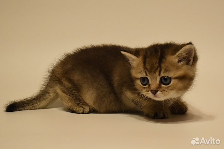 Котёнок Британская золотая шиншилла девочка