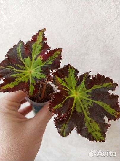 Бегония декоративнолиственная