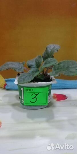 Сортовые фиалки. Разделённые