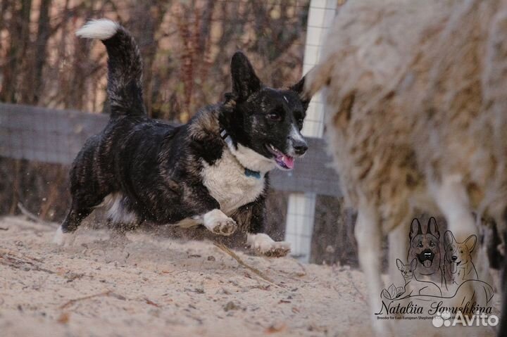 Вельш-корги щенки