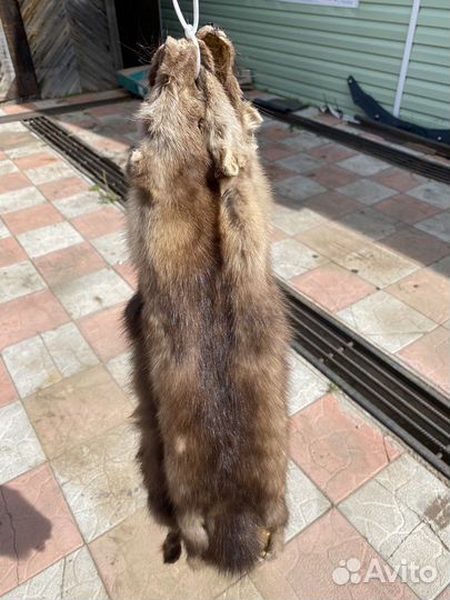 Шкурка соболиная