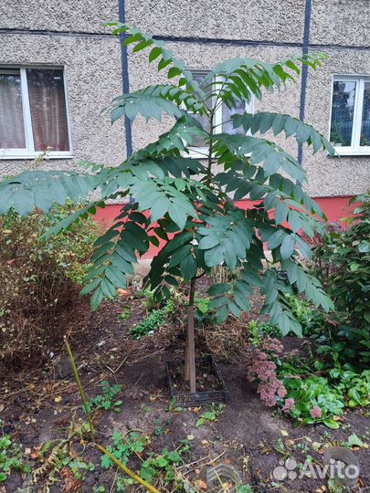 Орех сердцевидный (грецкий)