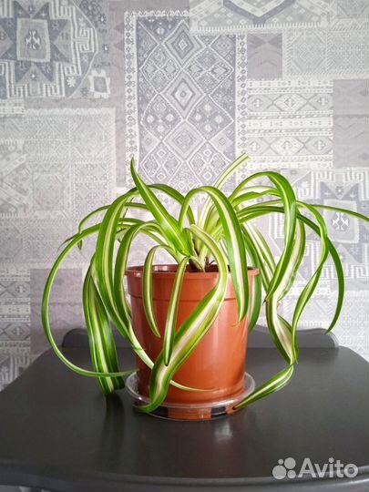 Хлорофитум кудрявый (Бонни)