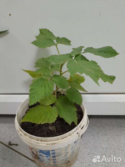 Ремонтантная малина Полька (саженцы)