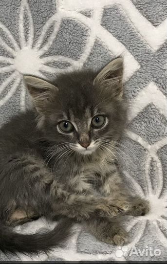 Котик в добрые руки