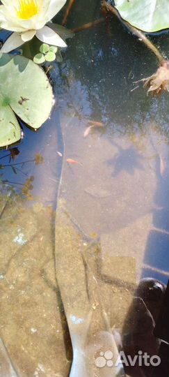 Малек карпа кои и кометы