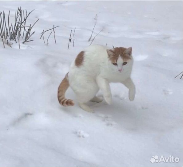 Красивая кошечка в дар