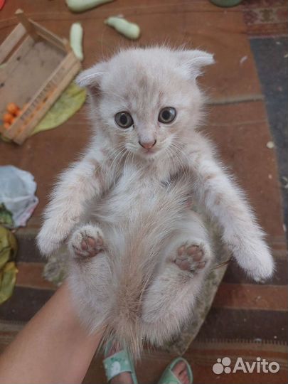 Британская вислоухая кошка