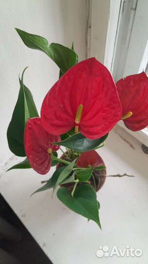 Антуриум розовый