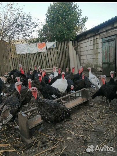 Индюки 5 месяцев