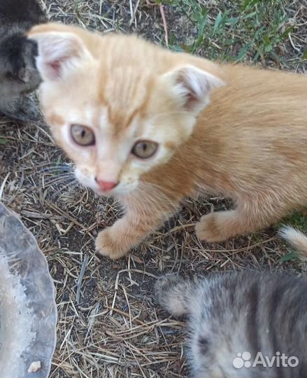 Котенок