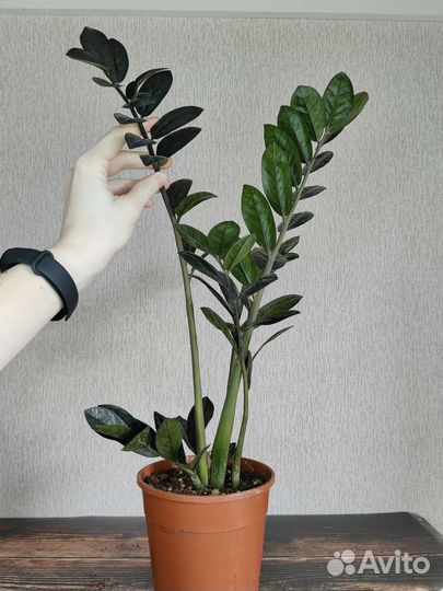 Замиокулькас черный равен