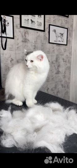 Груминг.Стрижка собак и кошек