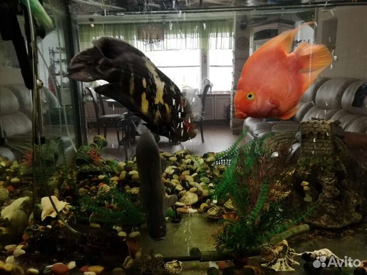 Аквариум с полным комплектом