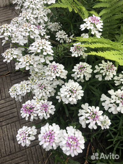 Многолетники