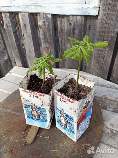 Саженцы каштана