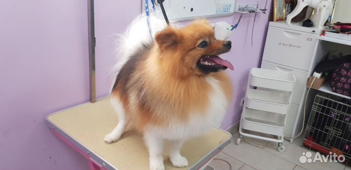 Услуги грумера