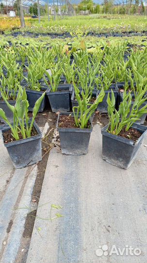 Хоста Прэинг Хэндс (Молящиеся ручки)