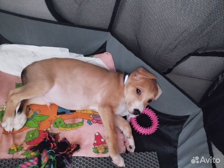 Щенки амстаффа