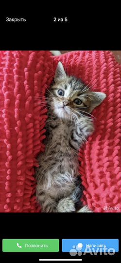 Котята в добрые руки даром