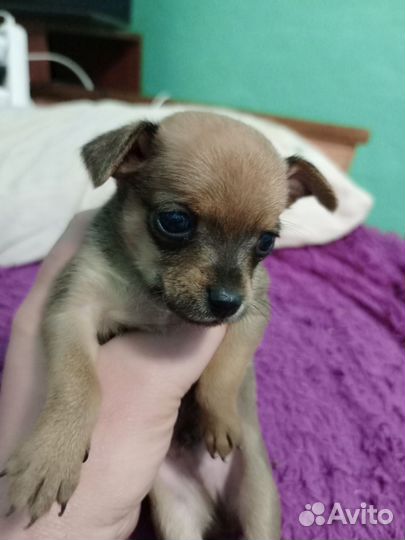 Мини той-терьер щенки