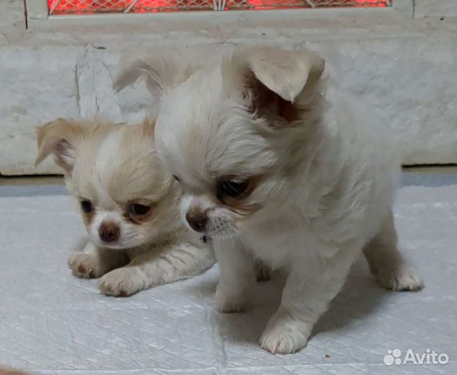 Щенки чихуахуа