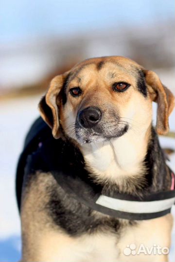 В добрые руки