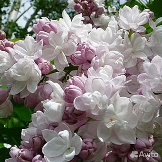 Сирень разные сорта