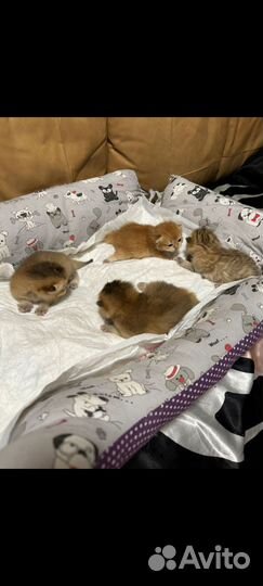 Бронь котята