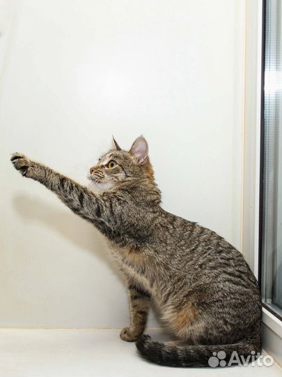 Прекрасная девочка Леся ищет передержку или дом