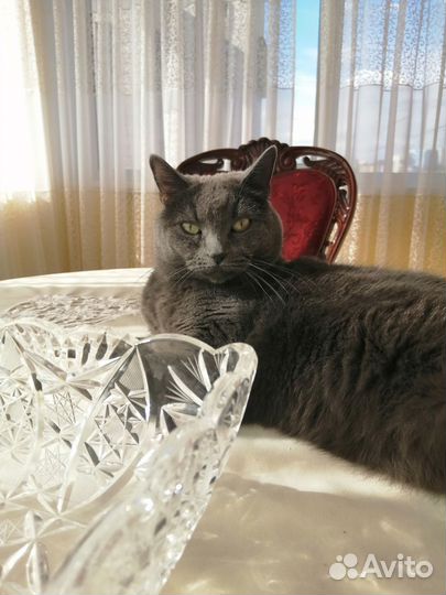 Домашние животные на передержку