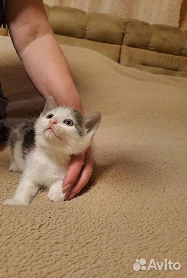Кошки в добрые руки бесплатно