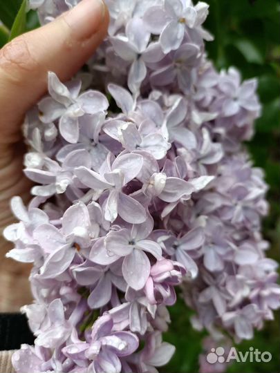 Сирень отростки