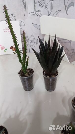 Кактусы и суккуленты