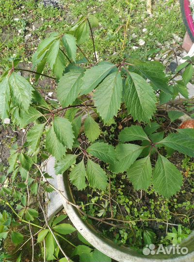 Девичий виноград вичи