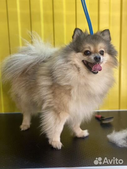 Груминг собак