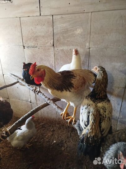 Красивые петухи