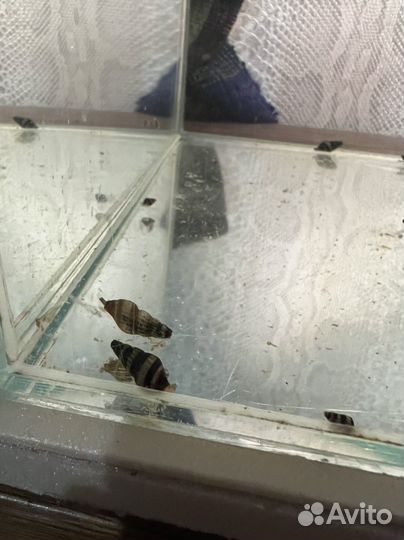 Улитка хелена