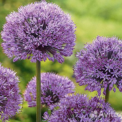 Лук декоративный и огуречная трава Бурачник