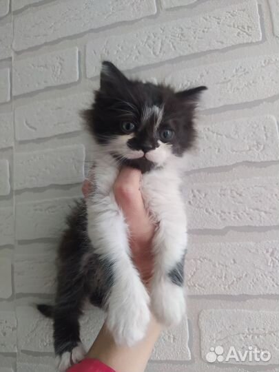 Кошка и котятки