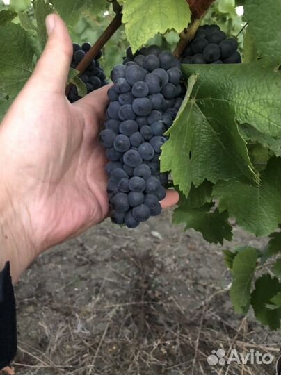 Виноград технический винный