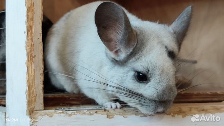 Шиншиллы пара