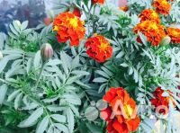 Рассада бархатцы Брокада красная, помидоры