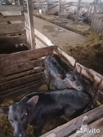 Продаются телята