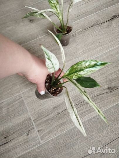 Спатифиллум