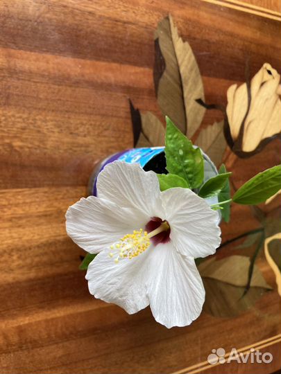 Гибискус китайская роза белая, розовая