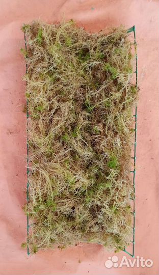 Тотем (опора) для растений