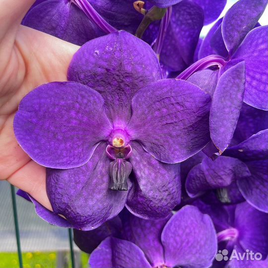 Орхидея Ванда