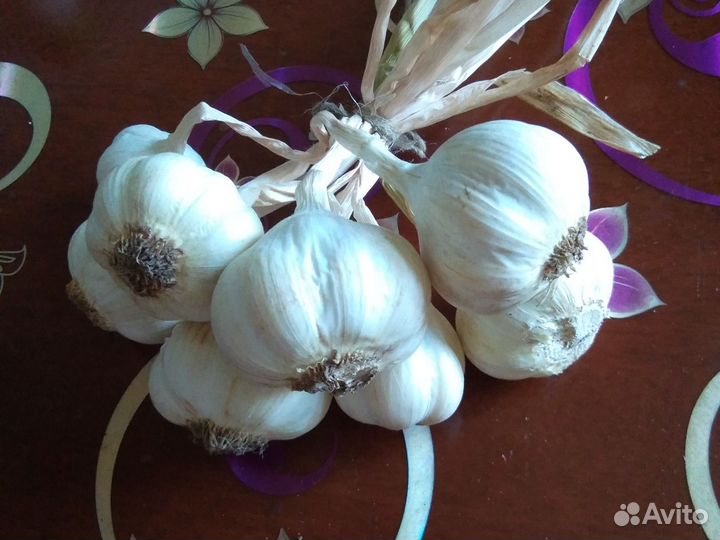 Продам летний чеснок