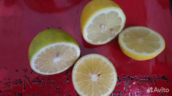 Цитрусовые в доме в Тольятти